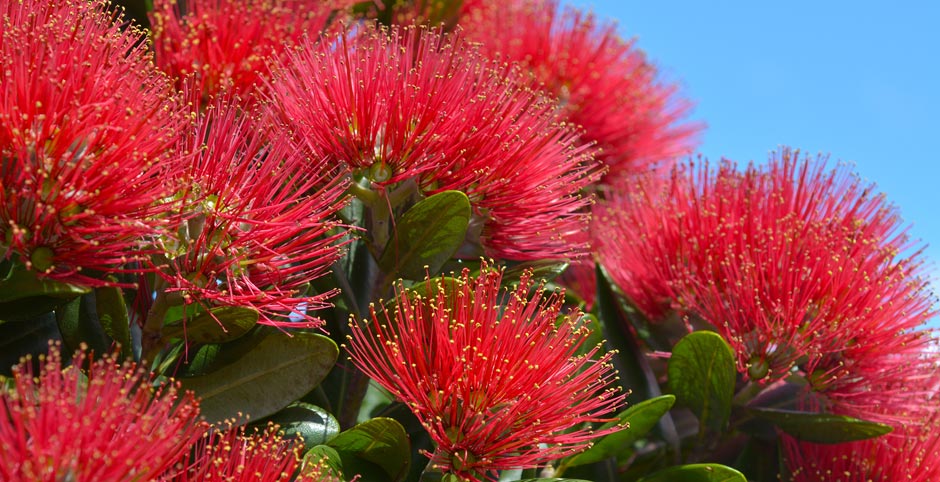 Pohutukawa